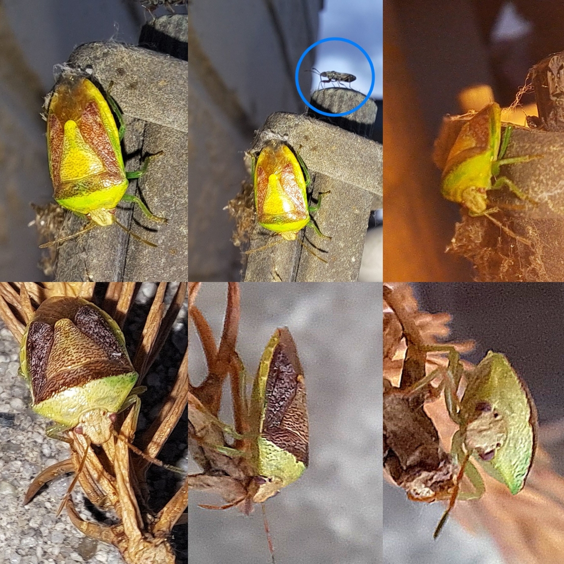There were two of them One, I rescued from the light. Plus, there&#039;s a plant bug photo bomb.  Banasa dimidiata,Geotagged,Green Burgundy Stink Bug,Hemiptera,Pentatomidae,United States,plant bug