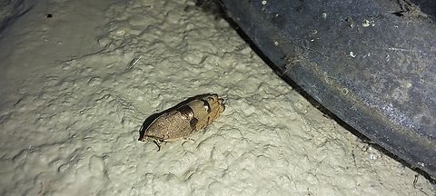 Moth with a metallic ribbon shine  Cydia latiferreana,Filbertworm moth,Geotagged,Lepidoptera,Summer,Tortricidae,United States,filbertworm moth