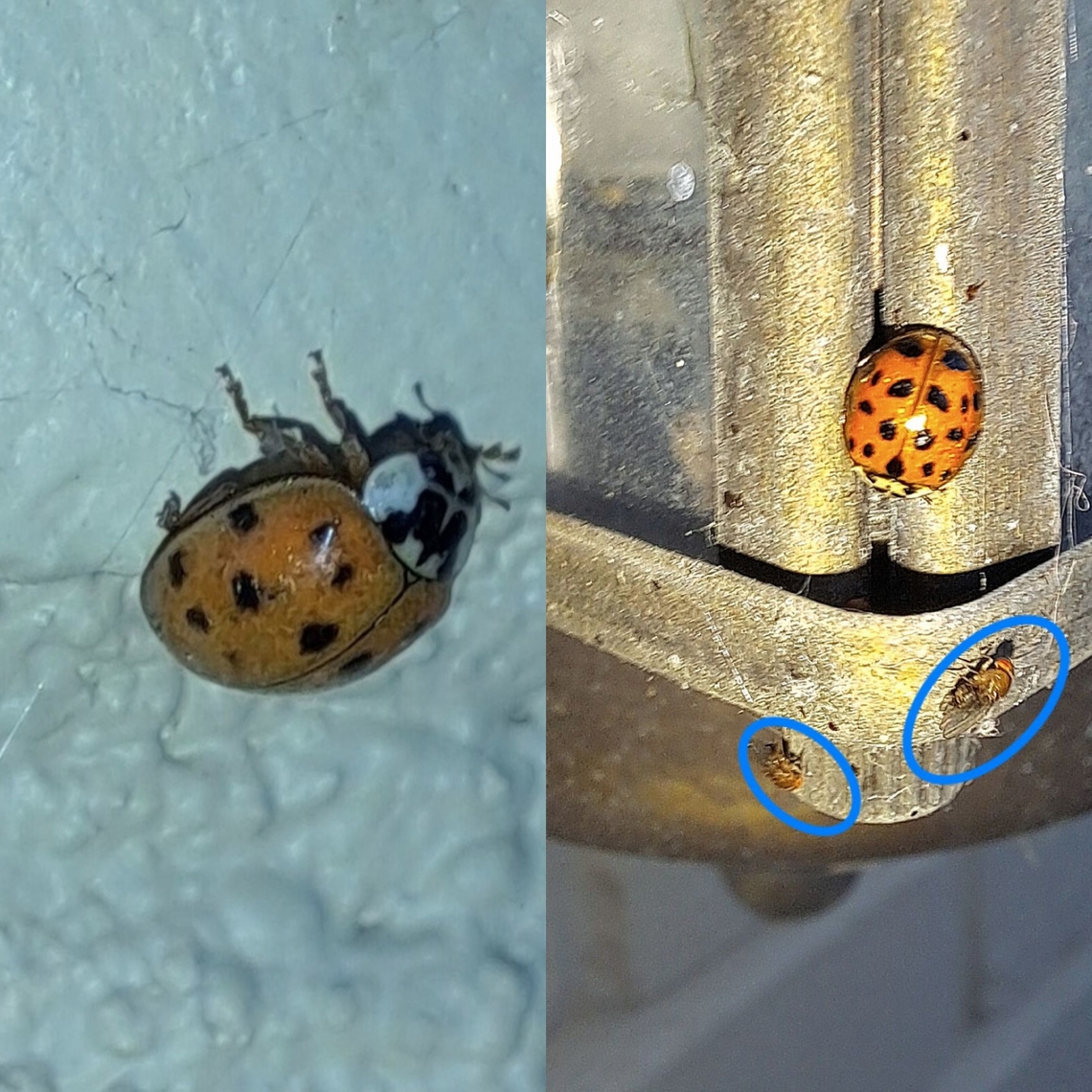 Asian ladybugs with fruit flies  Asian lady beetle,Coccinellidae,Coleoptera,Common fruit fly,Cucujiformia,Drosophila,Drosophila melanogaster,Drosophilidae,Geotagged,Harmonia,Harmonia axyridis,Ladybug,Multicolored Asian Lady Beetle,Sophophora,United States