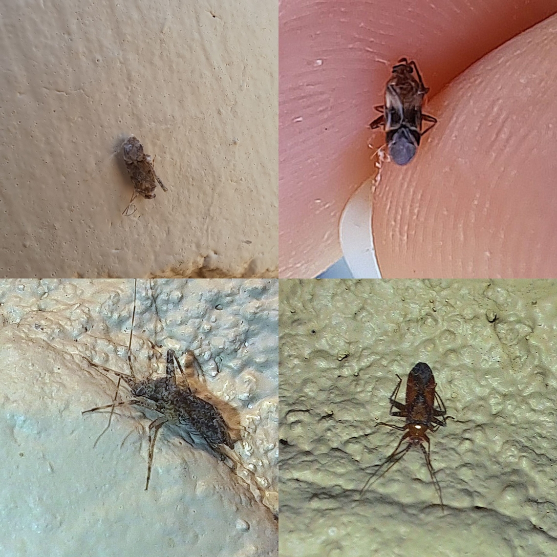 Various plant bugs  Geotagged,United States,hemiptera,plant bug