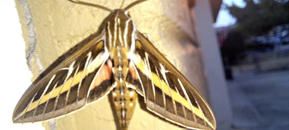 Another one showed up  Geotagged,Hyles lineata,Lepidoptera,Summer,United States,White-lined sphinx,sphingidae