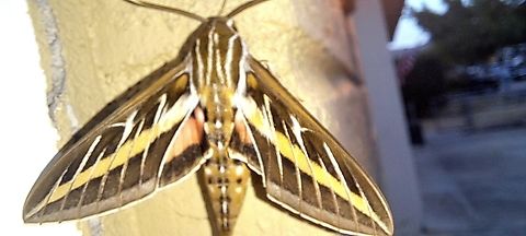 Another one showed up  Geotagged,Hyles lineata,Lepidoptera,Summer,United States,White-lined sphinx,sphingidae
