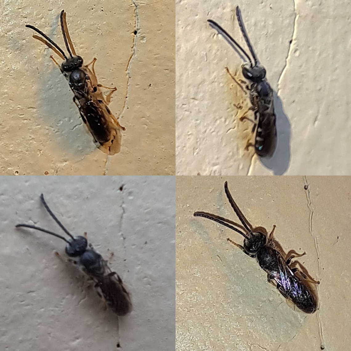 Brown-winged sweat bee  Brown-winged sweat bee,Dark-winged Sweat Bee,Geotagged,Halictidae,Lasioglossum,Lasioglossum fuscipenne,United States