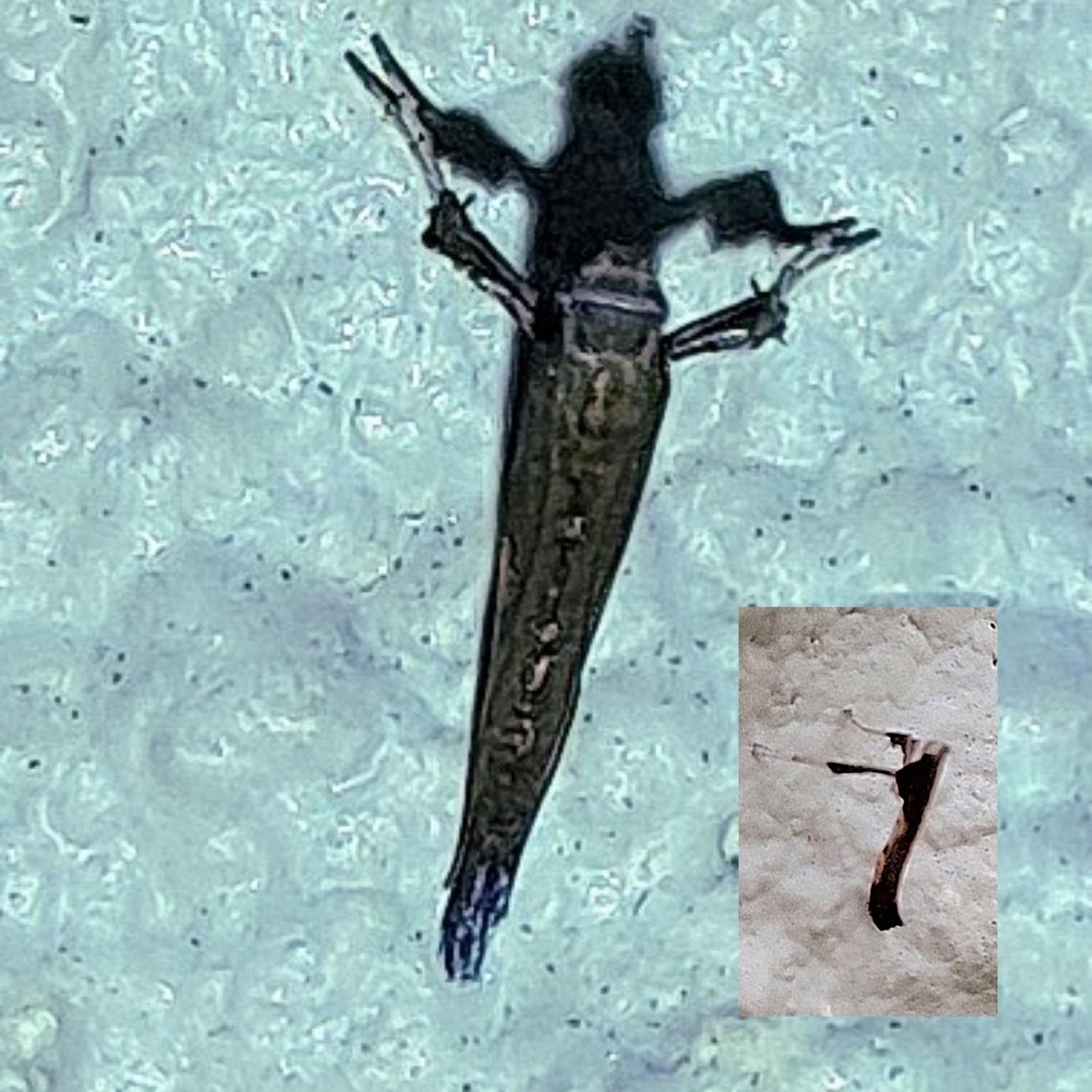 sumac leafblotch miner My bad eyes. I thought it was debris.  It was so small. Didn't know it was a moth until I looked at my phone. I'm surprised I identified it so quickly, even though I didn't have a clue. Geotagged,Gracillariidae,United States