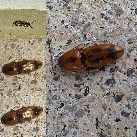 Click beetle https://bugguide.net/node/view/93033. It says I cannot identify species. Aeolus,Aeolus mellillus,Coleoptera,Elateridae,Elateroidea,Flat Wireworm,Geotagged,Oophorini,United States,click beetle