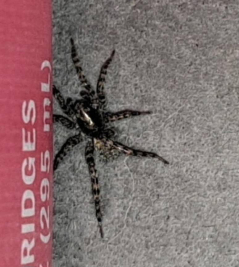 Allocosa subparva <a href="https://bugguide.net/node/view/1047207/bgimage" rel="nofollow">https://bugguide.net/node/view/1047207/bgimage</a><br />
I submitted a picture last fall but could not identify it until now. I can't identify because there isn't a Wikipedia for it. Allocosa,Allocosa subparva,Geotagged,Lycosidae,Summer,United States,Wolf Spider