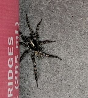 Allocosa subparva https://bugguide.net/node/view/1047207/bgimage
I submitted a picture last fall but could not identify it until now. I can't identify because there isn't a Wikipedia for it. Allocosa,Allocosa subparva,Geotagged,Lycosidae,Summer,United States,Wolf Spider