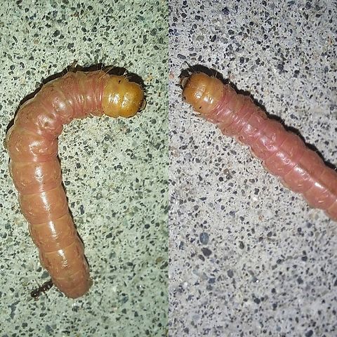 Why did the caterpillar run on the sidewalk? To keep from getting stepped on and ants. Erebidae,Geotagged,Lepidoptera,Litoprosopus,Litoprosopus coachella,Noctuoidea,Palm Flower Moth,Palm Flower Moth Caterpillar,United States