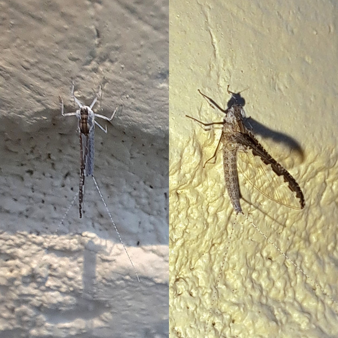 small minnow mayfly  Baetidae,Callibaetis californicus,Ephemeroptera,Geotagged,Insecta,Speckled Spinner,United States,small minnow mayfly