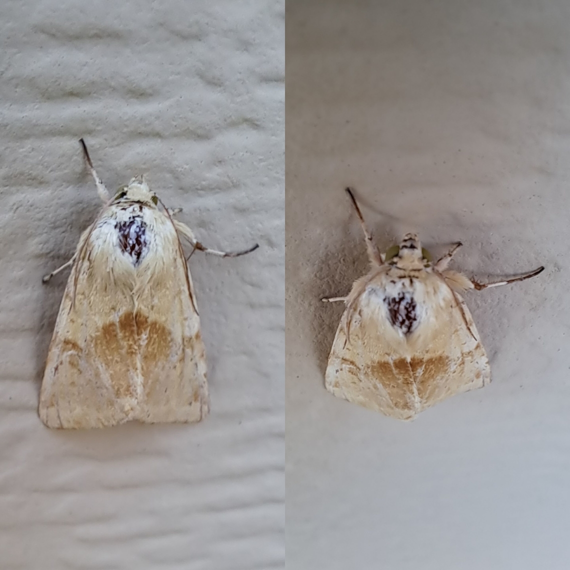 Owlet moth  Geotagged,Lepidoptera,Owlet moth,United States