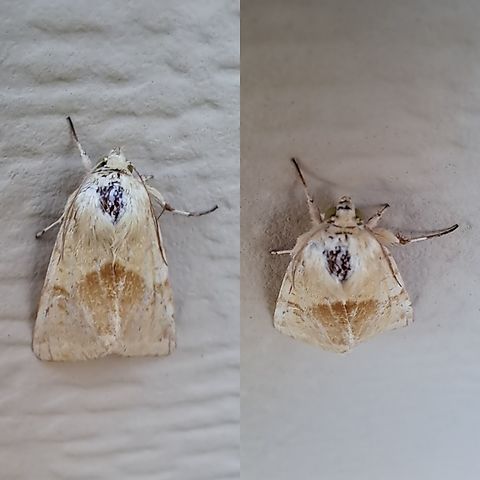 Owlet moth  Geotagged,Lepidoptera,Owlet moth,United States