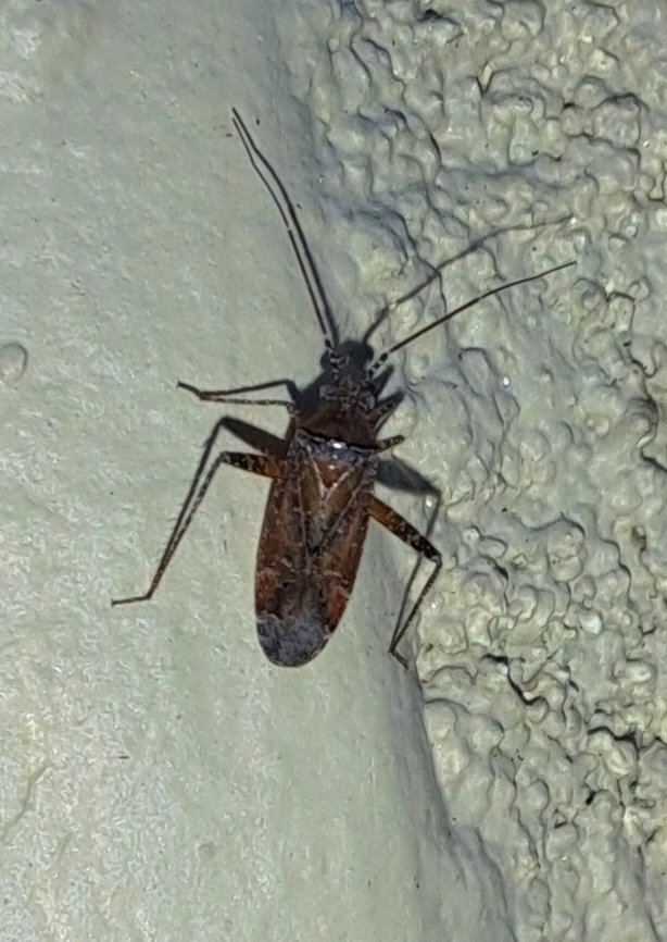 Plant bug  Geotagged,Heteroptera,Summer,United States,plant bug