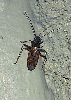 Plant bug  Geotagged,Heteroptera,Summer,United States,plant bug