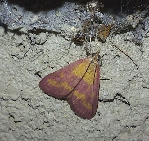 Southern Purple Mint Moth  Crambidae,Geotagged,Lepidoptera,Pyrausta laticlavia,Southern Purple Mint,Summer,United States