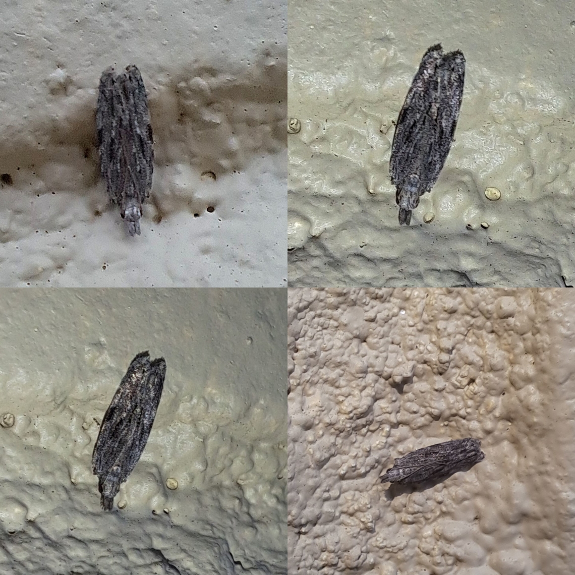 peach twig borer See this one before but couldn&#039;t identify. Anarsia,Anarsia lineatella,Geotagged,Lepidoptera,Peach twig borer,United States,peach twig borer