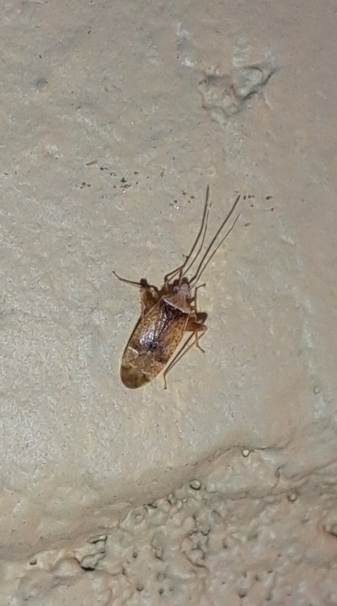 A plant bug San Jose must have more species than I see in listings. Geotagged,Summer,United States,hemiptera,plant bug,true bugs