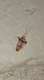 A plant bug San Jose must have more species than I see in listings. Geotagged,Summer,United States,hemiptera,plant bug,true bugs