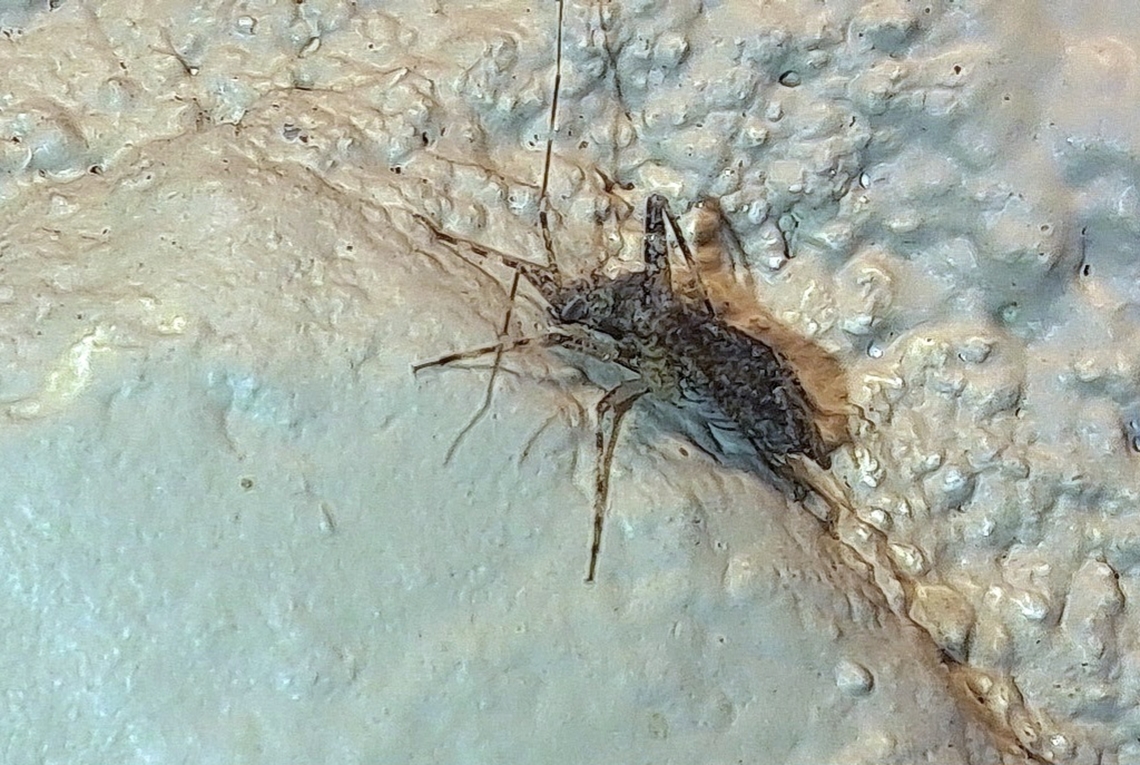 Plant bug side profile  Geotagged,Summer,United States,hemiptera,plant bug,true bugs