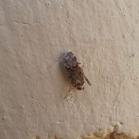 Plant bug mixed with webbing  Geotagged,Hemiptera,United States,plant bug,true bug