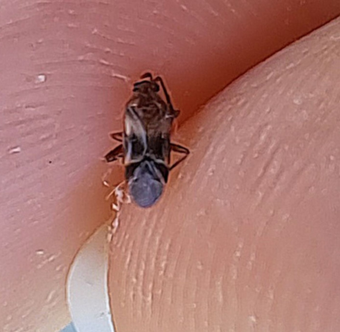 Dead plant bug  Geotagged,Hemiptera,United States,plant bug,true bugs