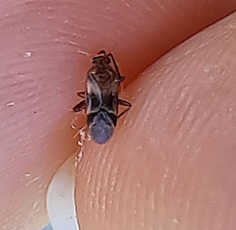 Dead plant bug  Geotagged,Hemiptera,United States,plant bug,true bugs