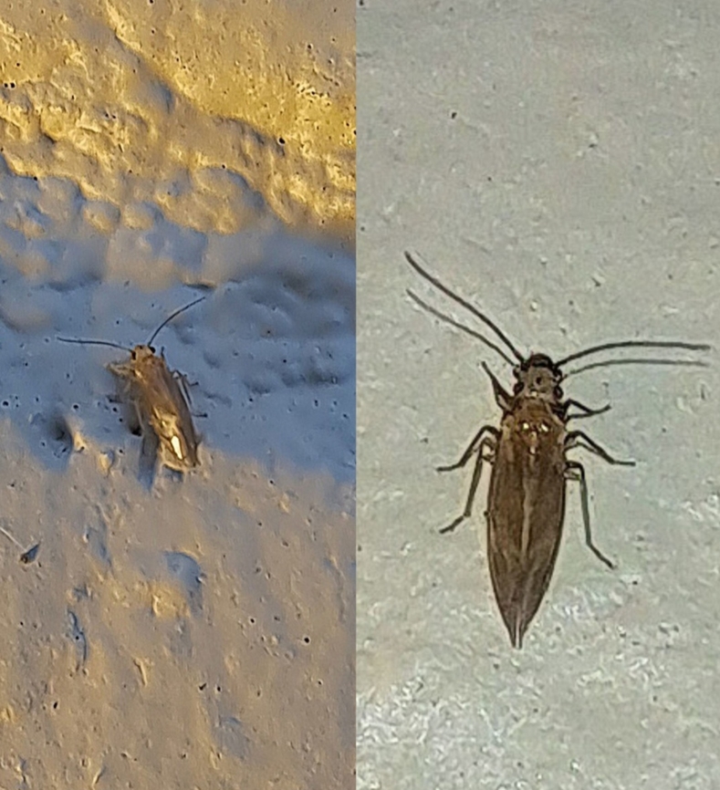 Barklice  Cerastipsocus,Geotagged,Psocidae,Summer,United States,barklice