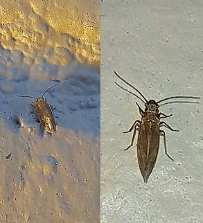 Barklice  Cerastipsocus,Geotagged,Psocidae,Summer,United States,barklice