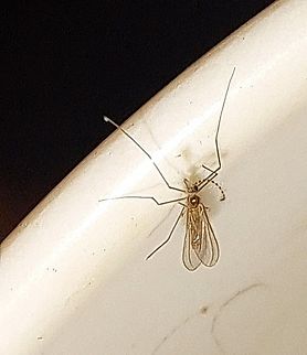 I can't say this is a mosquito. It was very tiny. Front legs look unusually long. Wings are longer than its body. No fur on the shoulder region. Diptera,Geotagged,Summer,United States
