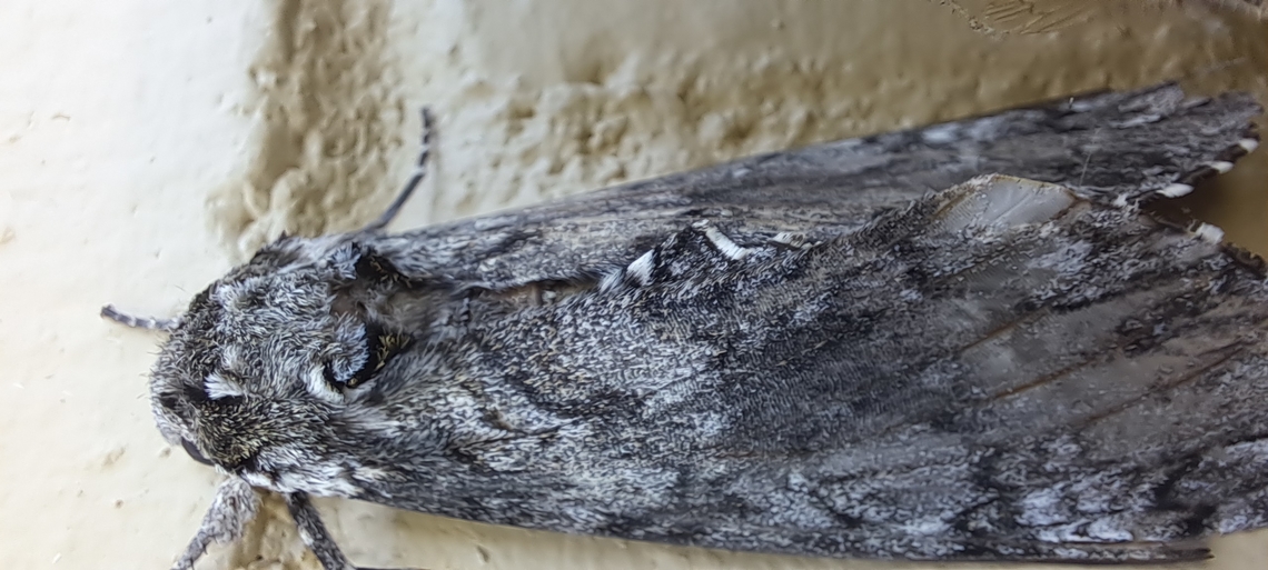 Manduca sexta This moth took over the whole macro mode of the camera. I&#039;m surprised no one has posted the adult version.  Carolina Sphinx,Geotagged,Manduca,Manduca sexta,Sphingidae,Summer,Tobacco Hornworm,United States,carolina sphinx moth