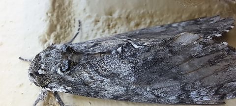 Manduca sexta This moth took over the whole macro mode of the camera. I'm surprised no one has posted the adult version.  Carolina Sphinx,Geotagged,Manduca,Manduca sexta,Sphingidae,Summer,Tobacco Hornworm,United States,carolina sphinx moth