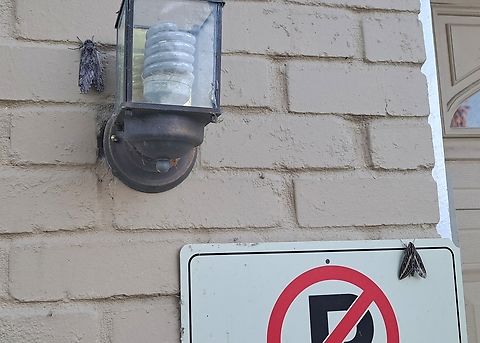 Comparison of both moth species White-lined vs Carolina sphinx moths. Geotagged,Hawk moths,Hyles,Hyles lineata,Manduca,Manduca sexta,Sphingidae,Summer,United States,carolina Sphinx Moth,white-Lined Sphinx