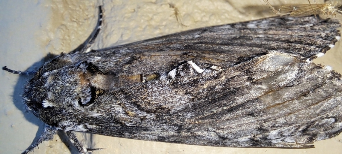 carolina Sphinx Moth With flash. Geotagged,Manduca,Manduca sexta,Sphingidae,Summer,United States,carolina Sphinx Moth