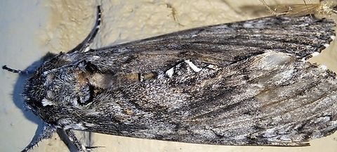 carolina Sphinx Moth With flash. Geotagged,Manduca,Manduca sexta,Sphingidae,Summer,United States,carolina Sphinx Moth