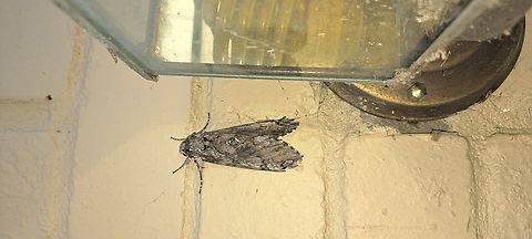 Zoomed out view  Geotagged,Manduca,Manduca sexta,Sphingidae,Summer,United States,carolina Sphinx Moth