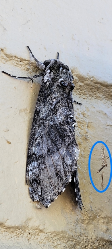 winter gnat with Carolina Sphinx Moth  Diptera,Geotagged,Manduca,Manduca sexta,Sphingidae,Summer,Trichocera,Trichocera annulata,Trichoceridae,United States,carolina Sphinx Moth,winter gnat