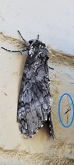 winter gnat with Carolina Sphinx Moth  Diptera,Geotagged,Manduca,Manduca sexta,Sphingidae,Summer,Trichocera,Trichocera annulata,Trichoceridae,United States,carolina Sphinx Moth,winter gnat