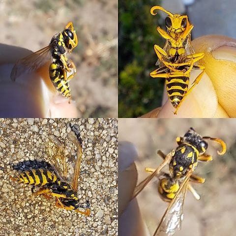 Dead specimen  Eumenidae,European paper wasp,Geotagged,Hymenoptera,Polistes,Polistes dominula,United States,european paper wasp