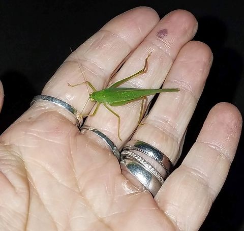 Mediterranean katydid November 1,2019 I took this picture.  Fall,Geotagged,Mediterranean Katydid,Mediterranean katydid,Orthoptera,Phaneroptera,Phaneroptera nana,Tettigoniidae,United States,katydids