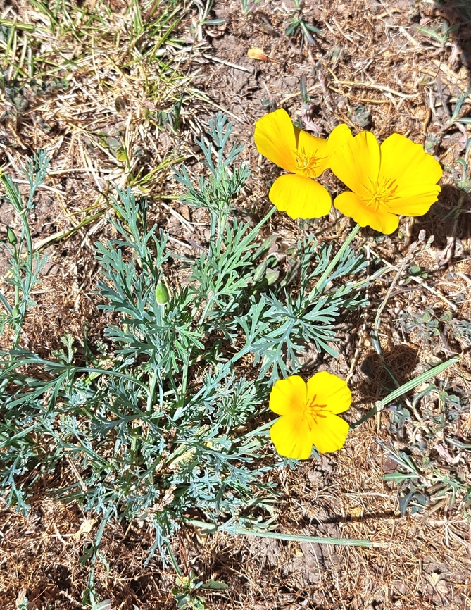 California poppy  California poppy,Eschscholzia californica,Geotagged,Papaveraceae,Ranunculales,Summer,United States