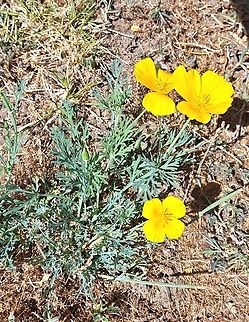 California poppy  California poppy,Eschscholzia californica,Geotagged,Papaveraceae,Ranunculales,Summer,United States