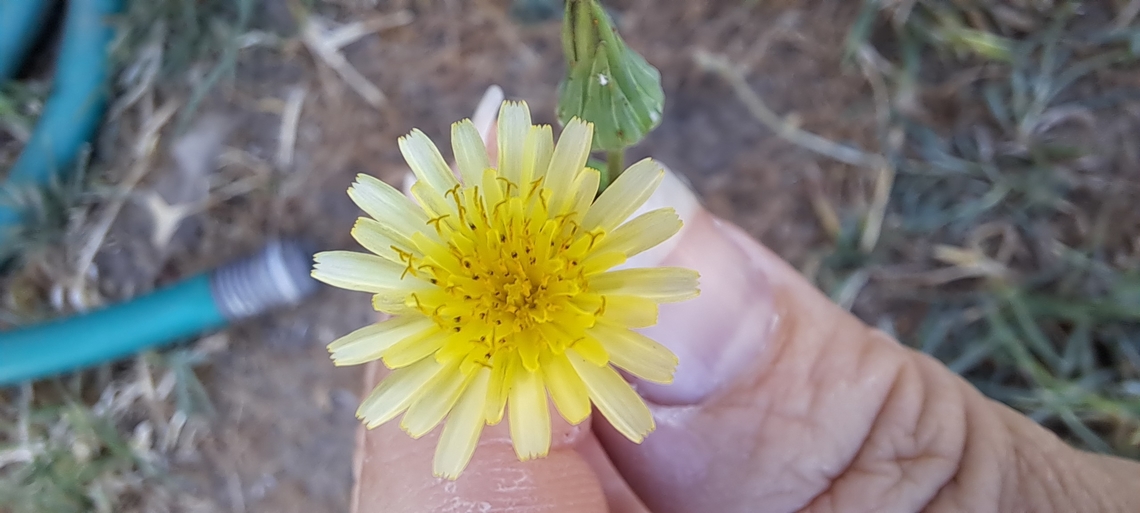 Common Dandelion  Asteraceae,Common Dandelion,Common dandelion,Geotagged,Summer,Taraxacum officinale,United States