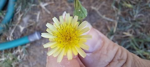 Common Dandelion  Asteraceae,Common Dandelion,Common dandelion,Geotagged,Summer,Taraxacum officinale,United States