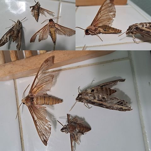 A naked moth The neighbor's cat has been bringing me specimens again. Unfortunately, the naked one I can only guess on an ID. She beat the fluff out of it. I stumbled upon this one at 3a.m. This cat hates her home and leaves offerings and tries to break in the house. Her way of bribery.  I feed her though. 
I'm going by the shape and the color of the face and the shape of the wings. I'd cross references with ones in California. Achemon Sphinx (Eumorpha achemon),seems the closest. I have the white-lined specimen which I originally thought it was. It's there as a reference. Cat's trophies.  Geotagged,Hyles lineata,Lepidoptera,United States,white-Lined Sphinx