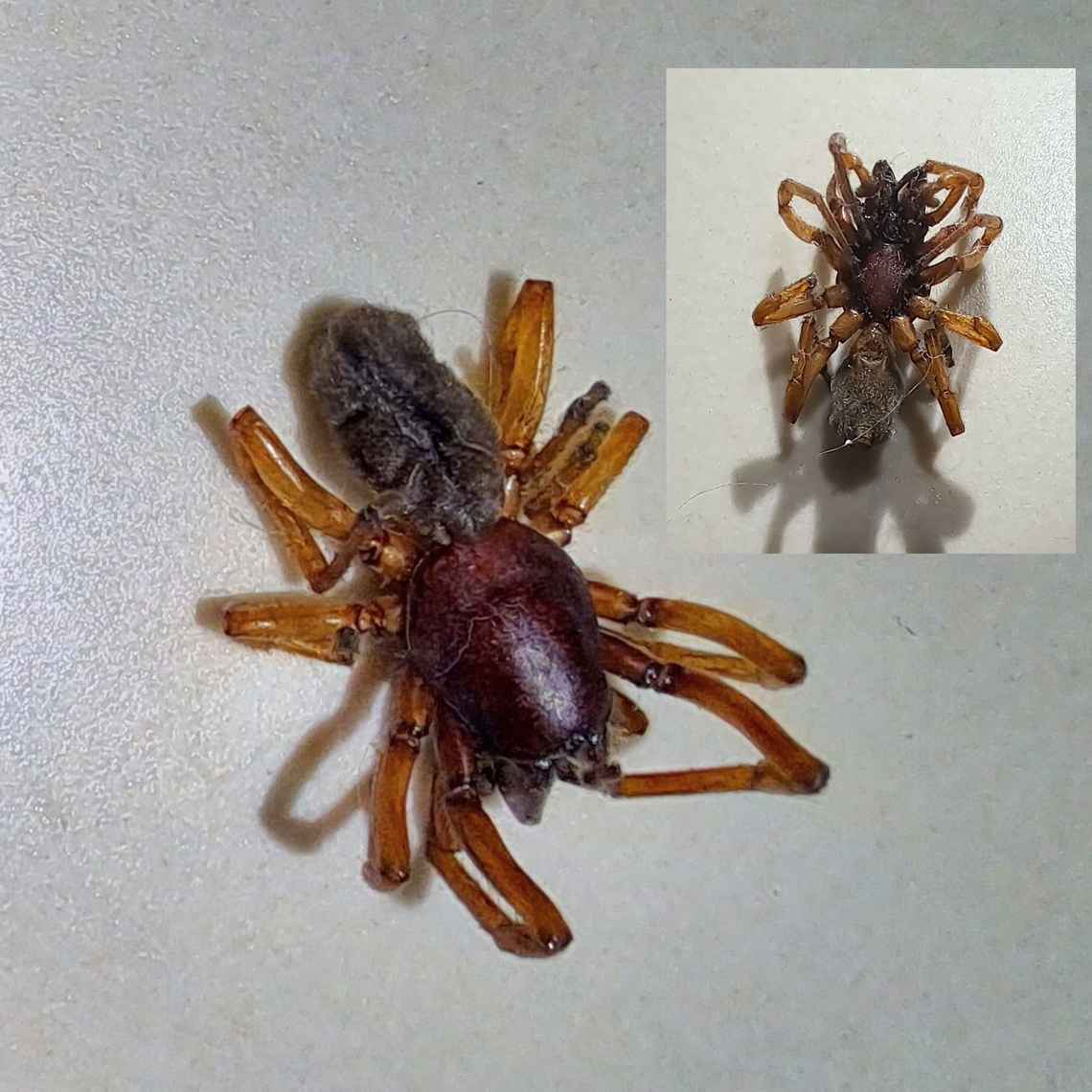 Someone must have stepped on it in the house Underside included  Araneae,Dysdera,Dysdera crocata,Dysderidae,Geotagged,Spider,United States,Woodlouse spider,woodlouse Spider