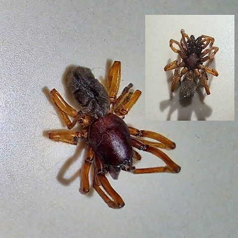 Someone must have stepped on it in the house Underside included  Araneae,Dysdera,Dysdera crocata,Dysderidae,Geotagged,Spider,United States,Woodlouse spider,woodlouse Spider