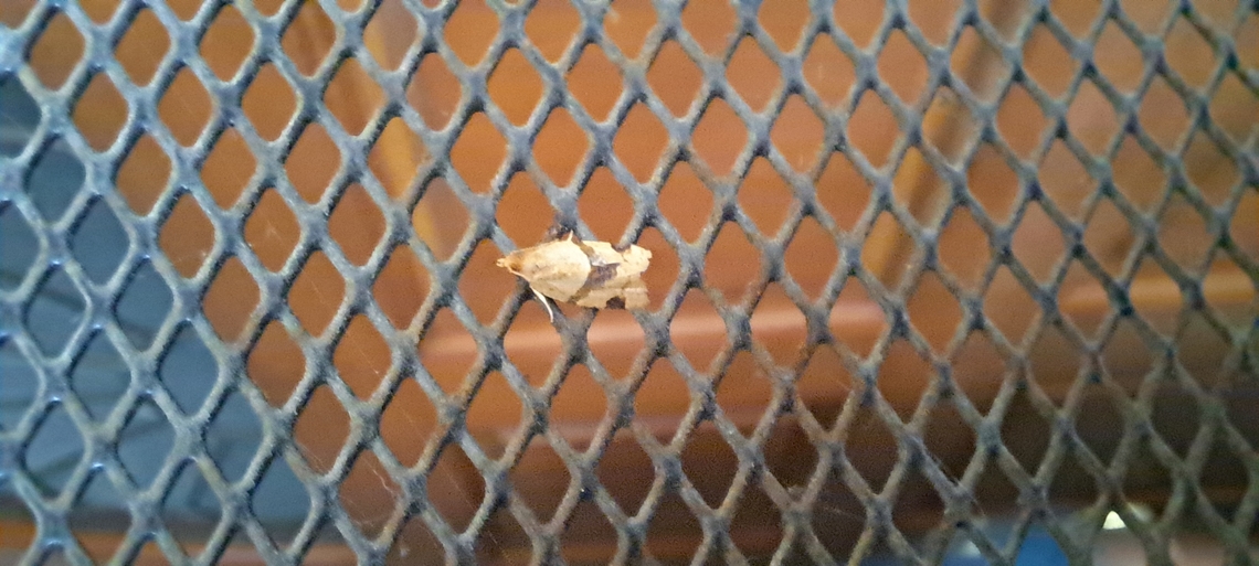 greenish apple moth  Clepsis,Clepsis virescana,Geotagged,Greenish Apple Moth,Lepidoptera,Summer,Tortricidae,United States,greenish apple moth