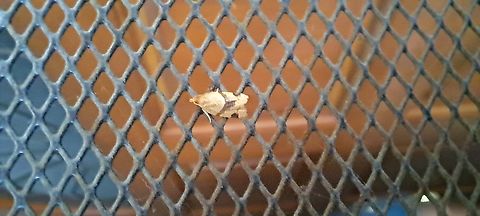 greenish apple moth  Clepsis,Clepsis virescana,Geotagged,Greenish Apple Moth,Lepidoptera,Summer,Tortricidae,United States,greenish apple moth