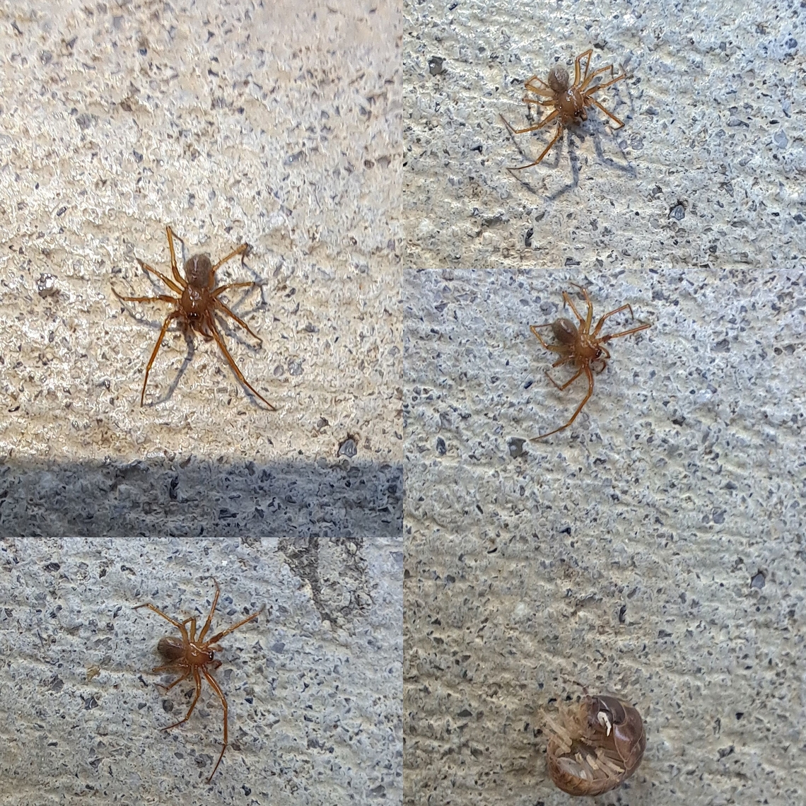 A small spider Thought it was Metaltella&nbsp;simoni. But that species are bigger and at their juvenile state, look different. Plus,the face would look darker. I put a small isopod for reference.  Google lens is telling me it's a Cicurina species.  Cicurina,Geotagged,Spider,United States,arachnid
