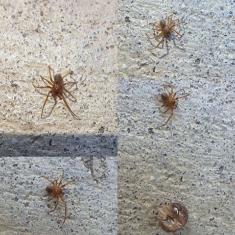 A small spider Thought it was Metaltella simoni. But that species are bigger and at their juvenile state, look different. Plus,the face would look darker. I put a small isopod for reference.  Google lens is telling me it's a Cicurina species.  Cicurina,Geotagged,Spider,United States,arachnid