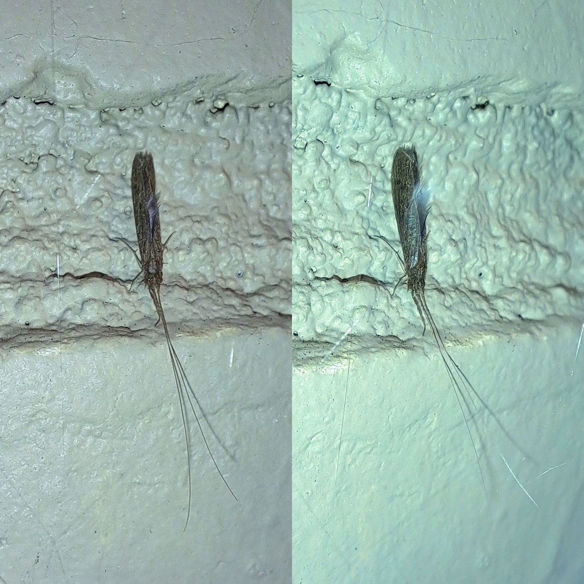 Caddisfly  Caddisfly,Geotagged,Leptoceridae,Trichoptera,United States,long-horned caddisfly